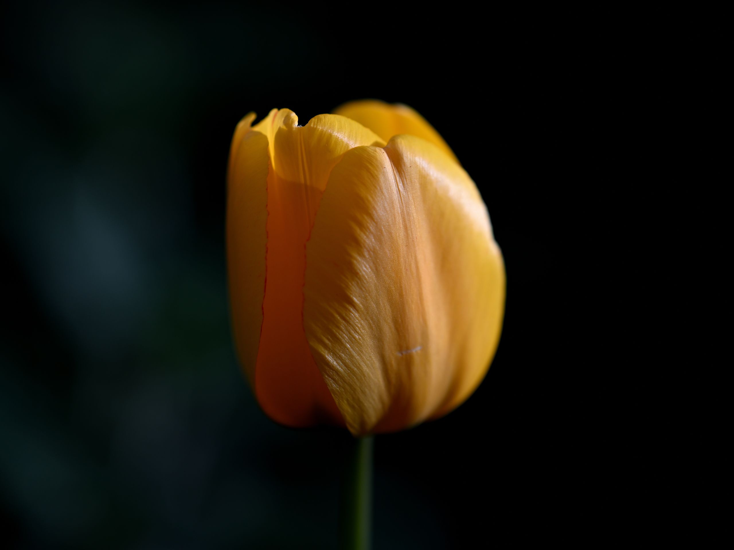 blume tulpe 2024-04-08 Z9W_9822 c web